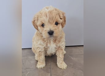Seltenheit : Asiatische Maltipoo Teddybär Welpen