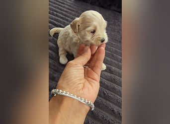 Seltenheit : Asiatische Maltipoo Teddybär Welpen