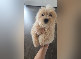 Seltenheit : Asiatische Maltipoo Teddybär Welpen