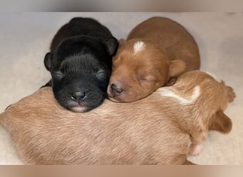 Unsere Maltipoo, Chibietzu+Poo, Pudelmixies sind da. Abgabe Ende Juli