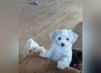 Wurfankündigung: Maltipoo, Chibietzu+Poo, Pudelmischling