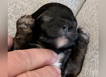 Unsere Maltipoo, Chibietzu+Poo, Pudelmixies sind da. Abgabe Ende Juli