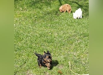 Wurfankündigung: Maltipoo, Chibietzu+Poo, Pudelmischling