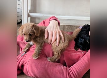 Wurfankündigung: Maltipoo, Chibietzu+Poo, Pudelmischling