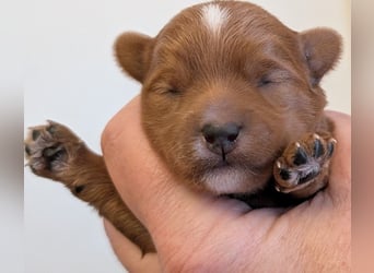 Unsere Maltipoo, Chibietzu+Poo, Pudelmixies sind da. Abgabe Ende Juli