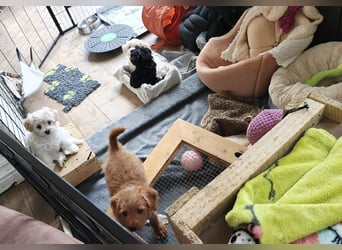 Wurfankündigung: Maltipoo, Chibietzu+Poo, Pudelmischling