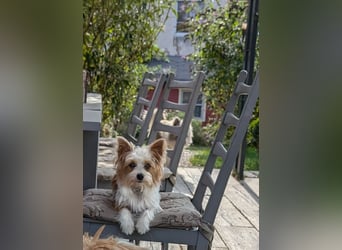 Wurfankündigung: Maltipoo, Chibietzu+Poo, Pudelmischling