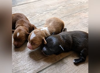 Unsere Maltipoo, Chibietzu+Poo, Pudelmixies sind da. Abgabe Ende Juli