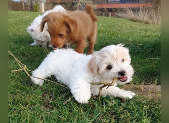 Wurfankündigung: Maltipoo, Chibietzu+Poo, Pudelmischling