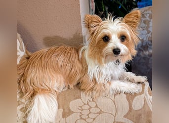 Wurfankündigung: Maltipoo, Chibietzu+Poo, Pudelmischling