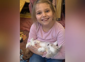 Wurfankündigung: Maltipoo, Chibietzu+Poo, Pudelmischling