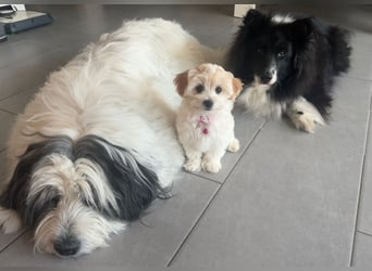 Wurfankündigung: Maltipoo, Chibietzu+Poo, Pudelmischling
