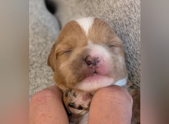 Unsere Maltipoo, Chibietzu+Poo, Pudelmixies sind da. Abgabe Ende Juli