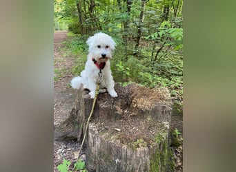 NANCY ca. 3 J. Maltipoo-hündin,sehr lieb , hat Diabetis