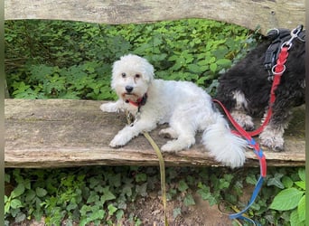 NANCY ca. 3 J. Maltipoo-hündin,sehr lieb , hat Diabetis