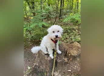 NANCY ca. 3 J. Maltipoo-hündin,sehr lieb , hat Diabetis