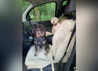 NANCY ca. 3 J. Maltipoo-hündin,sehr lieb , hat Diabetis