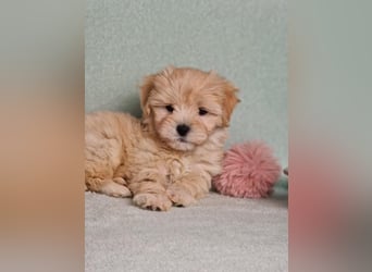 Maltipoo welpe rüde