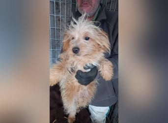 Luki -PP - kleiner Mann sucht großes Glück