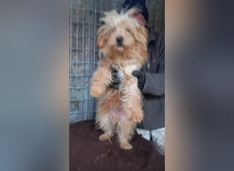 Luki -PP - kleiner Mann sucht großes Glück