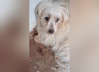 Miguel, schüchterener Maltipoo Rüde geb. 2023