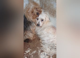 Miguel, schüchterener Maltipoo Rüde geb. 2023