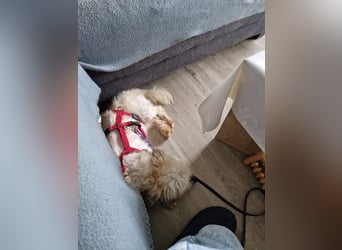 Miguel, schüchterener Maltipoo Rüde geb. 2023