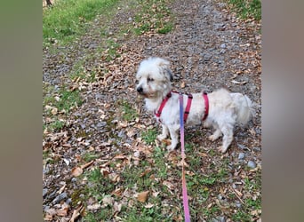 Miguel, schüchterener Maltipoo Rüde geb. 2023