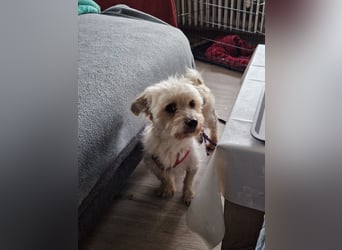 Miguel, schüchterener Maltipoo Rüde geb. 2023