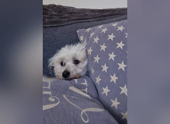 Miguel, schüchterener Maltipoo Rüde geb. 2023