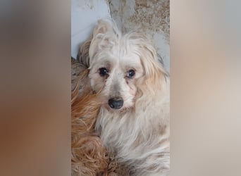 Miguel, schüchterener Maltipoo Rüde geb. 2023