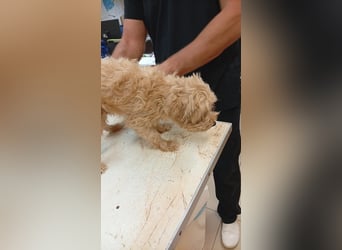 Ariel PP – sanfter Maltipoo sucht sein Für-immer-Zuhause 