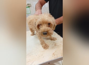 Ariel PP – sanfter Maltipoo sucht sein Für-immer-Zuhause 