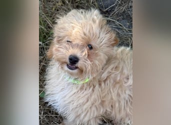 Vilko - Maltipoo PFST 48249 Dülmen