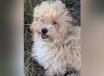 Vilko - Maltipoo PFST 48249 Dülmen