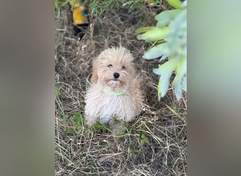 Vilko - Maltipoo PFST 48249 Dülmen