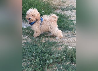 Vilko - Maltipoo PFST 48249 Dülmen