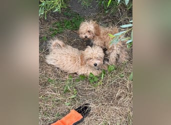 Vilko - Maltipoo PFST 48249 Dülmen