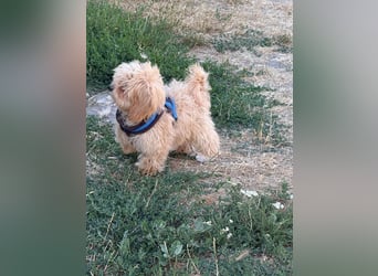 Vilko - Maltipoo PFST 48249 Dülmen