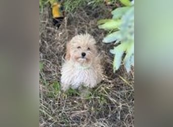 Vilko - Maltipoo PFST 48249 Dülmen