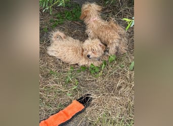 Vilko - Maltipoo PFST 48249 Dülmen