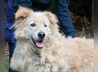 Dominico - Die Stimme des Windes