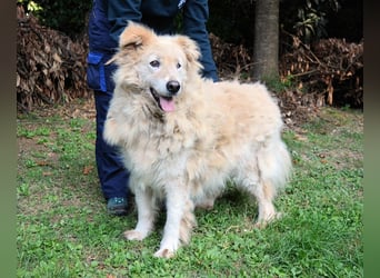 Dominico - Die Stimme des Windes