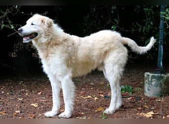 Dominico - Die Stimme des Windes