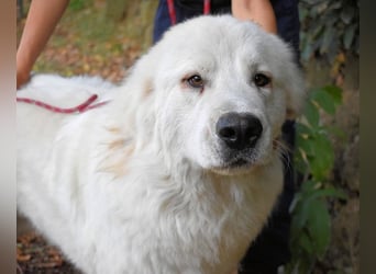 Ottis - Wow! Einfach nur wow! Ottis - Wow! Einfach nur wow!