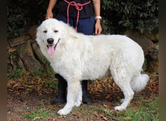 Ottis - Wow! Einfach nur wow! Ottis - Wow! Einfach nur wow!