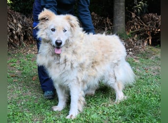 Dominico - Die Stimme des Windes