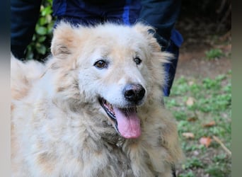 Dominico - Die Stimme des Windes