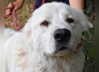 Ottis - Wow! Einfach nur wow! Ottis - Wow! Einfach nur wow!