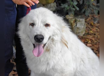 Ottis - Wow! Einfach nur wow! Ottis - Wow! Einfach nur wow!